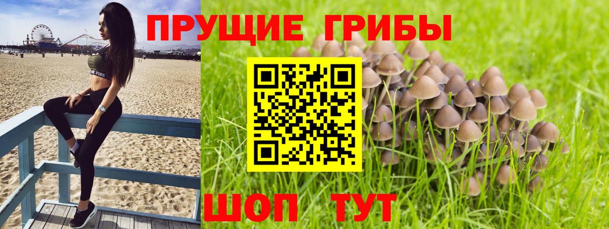 Грозный  Псилоцибиновые грибы GOLDEN TEACHER  Вход с VPN 